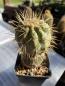 Preview: Copiapoa cinerea haseltoniana